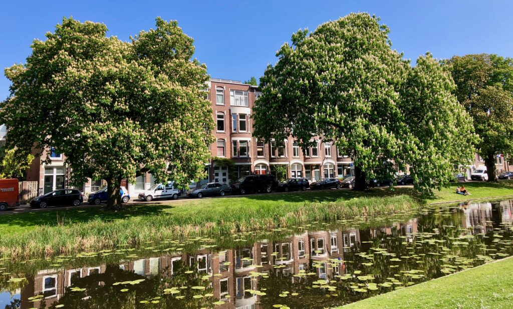 Park pond and trees in front of Amsterdam houses